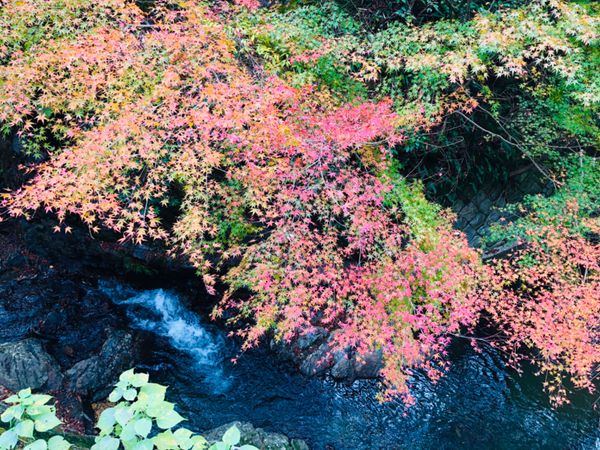 日本・大阪「悪夢にうなされるお仕事お疲れさま旅」の写真：箕面公園

ちょうど紅葉が綺麗でした🍁