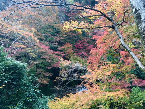 日本・大阪「悪夢にうなされるお仕事お疲れさま旅」の写真：箕面の紅葉