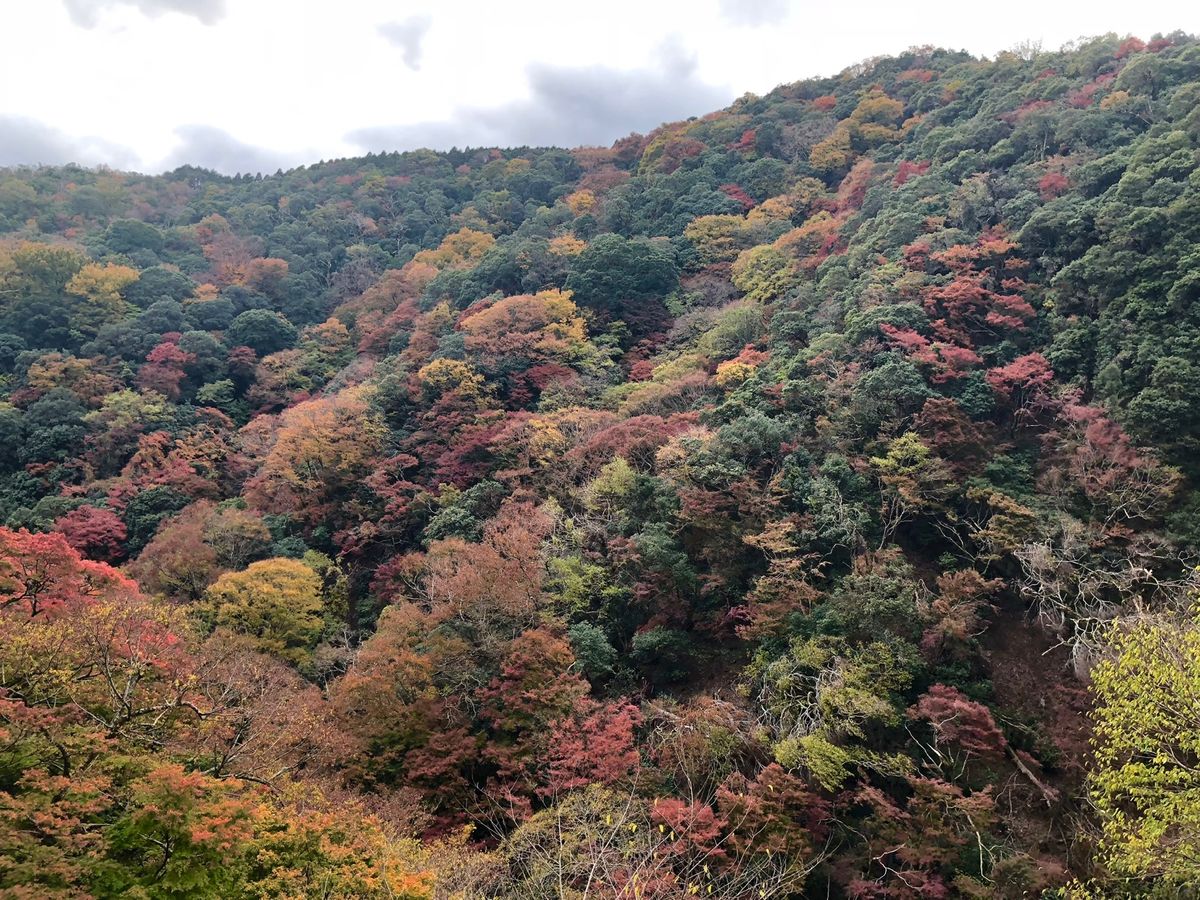 箕面の紅葉