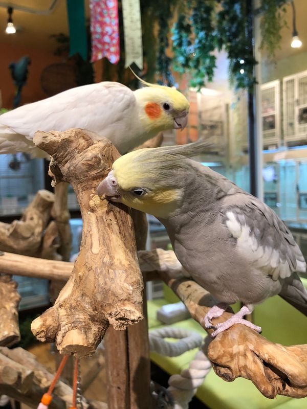 日本・大阪「悪夢にうなされるお仕事お疲れさま旅」の写真：鳥カフェで癒された😍
クチバシで噛まれる...