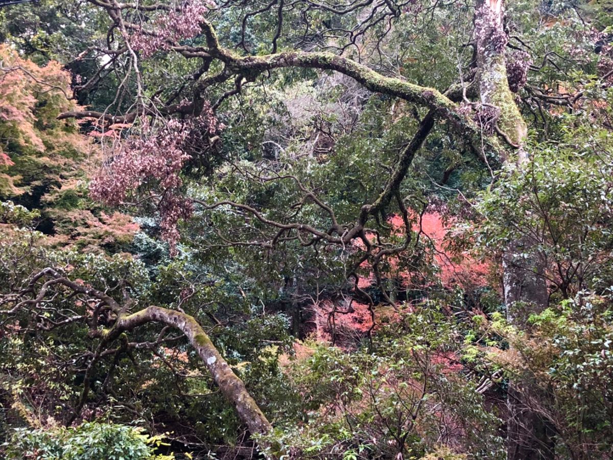 箕面の紅葉