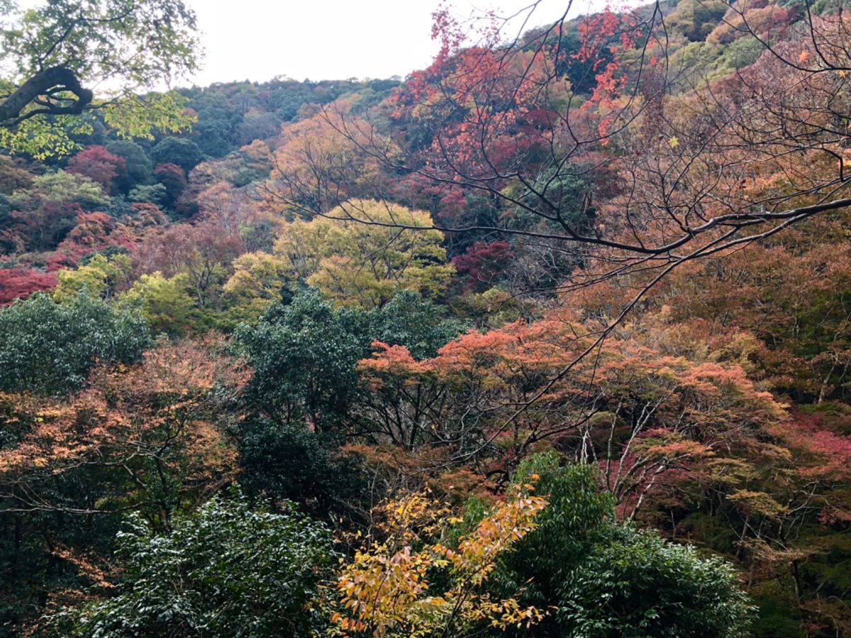 箕面の紅葉
