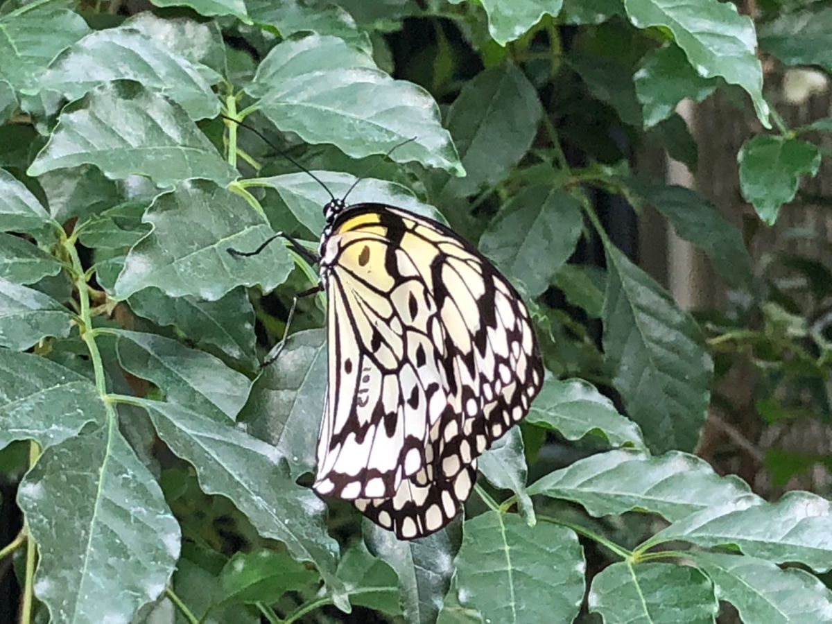 大好きな子ども科学電話相談でお馴染み
箕面公園昆虫館へ

カマキリ展やってた！