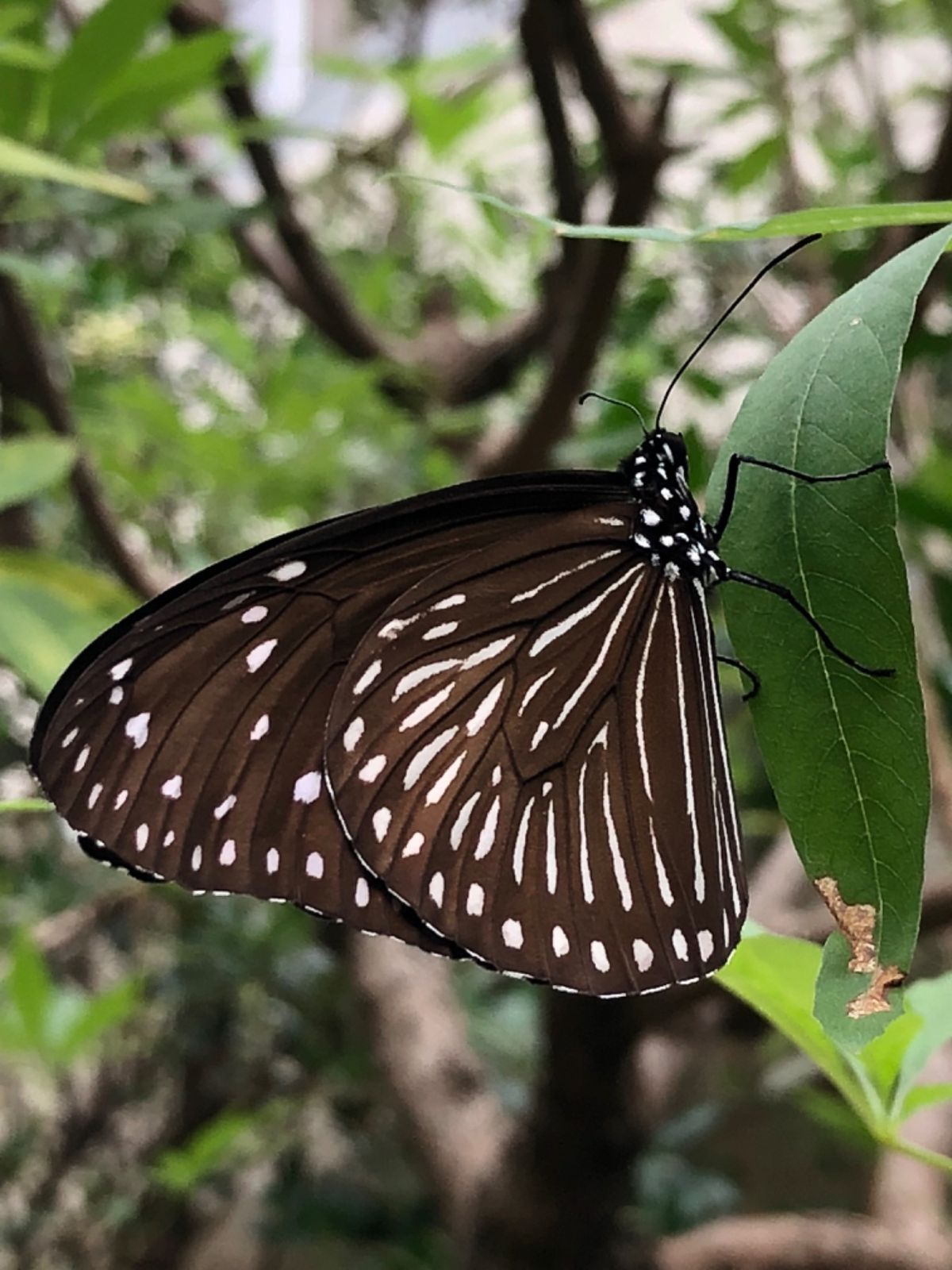 大好きな子ども科学電話相談でお馴染み
箕面公園昆虫館へ

カマキリ展やってた！