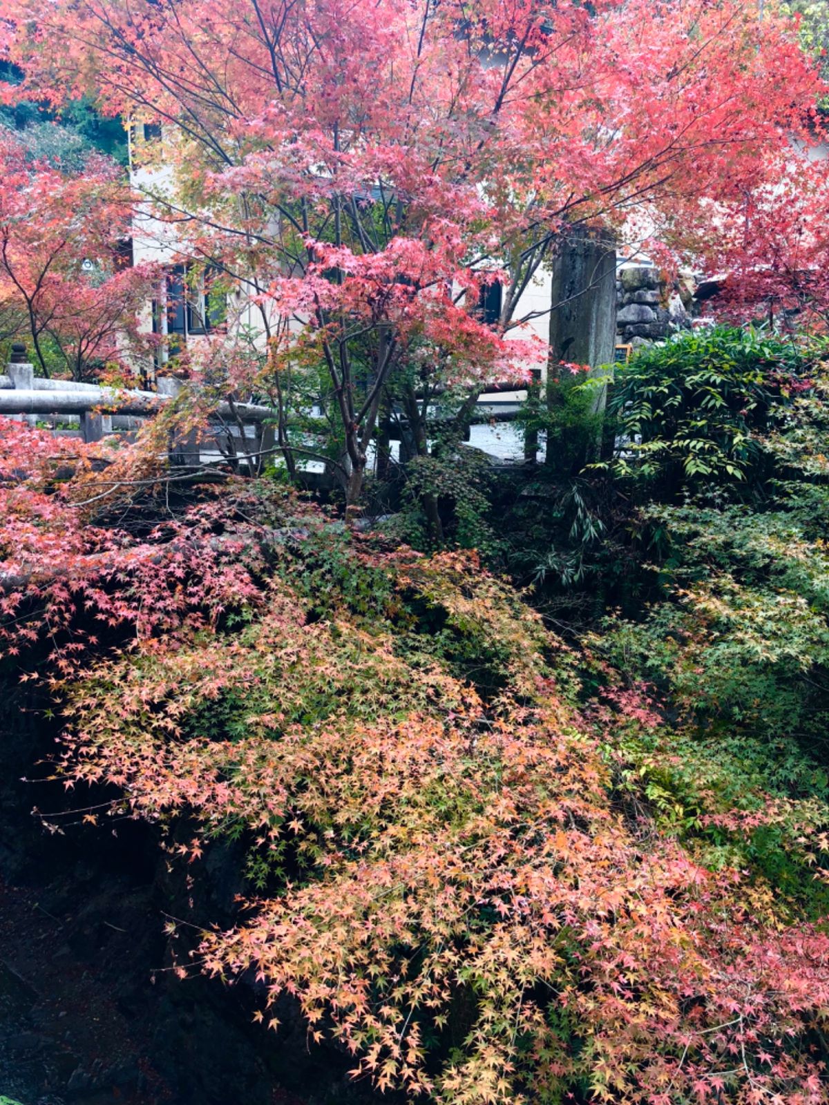 箕面公園

ちょうど紅葉が綺麗でした🍁