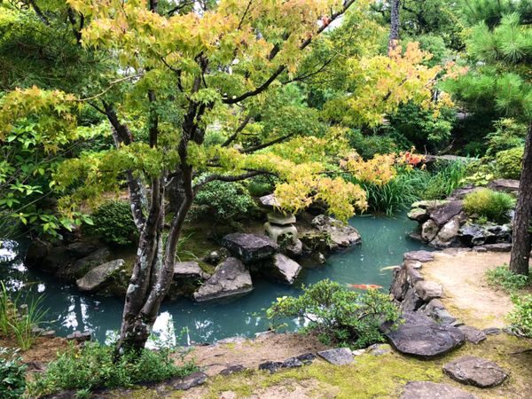 日本・岡山「倉敷美観地区を楽しむ旅」の写真：新渓園

大原美術館に行ったあとは
しば...