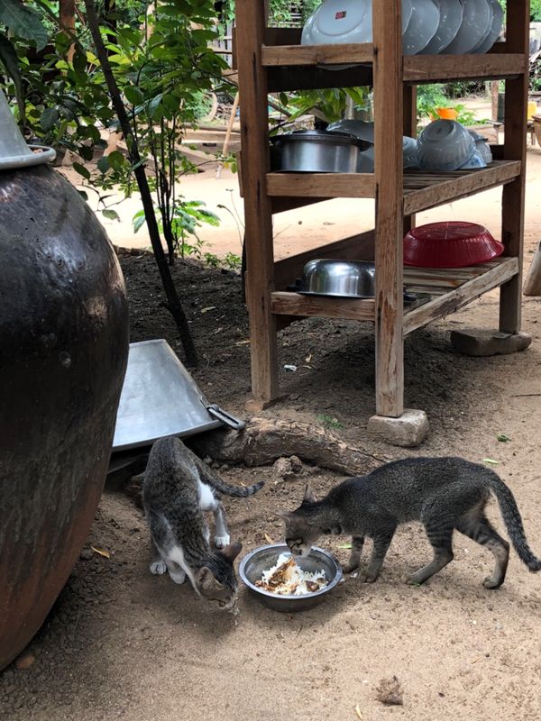 ミャンマー・ヤンゴン「ミャンマーの民族衣装ロンジーを楽しんだ旅」の写真：飼い猫ちゃんたち

🐈ちゃんの💩シーン
...