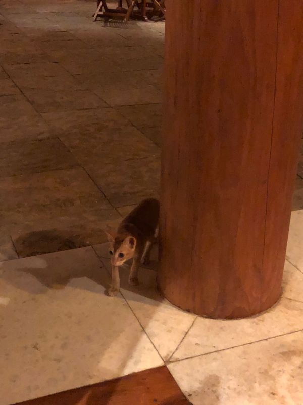 ミャンマー・ヤンゴン「ミャンマーの民族衣装ロンジーを楽しんだ旅」の写真：ザ ホテル@タラバー ゲート
ダイニング...