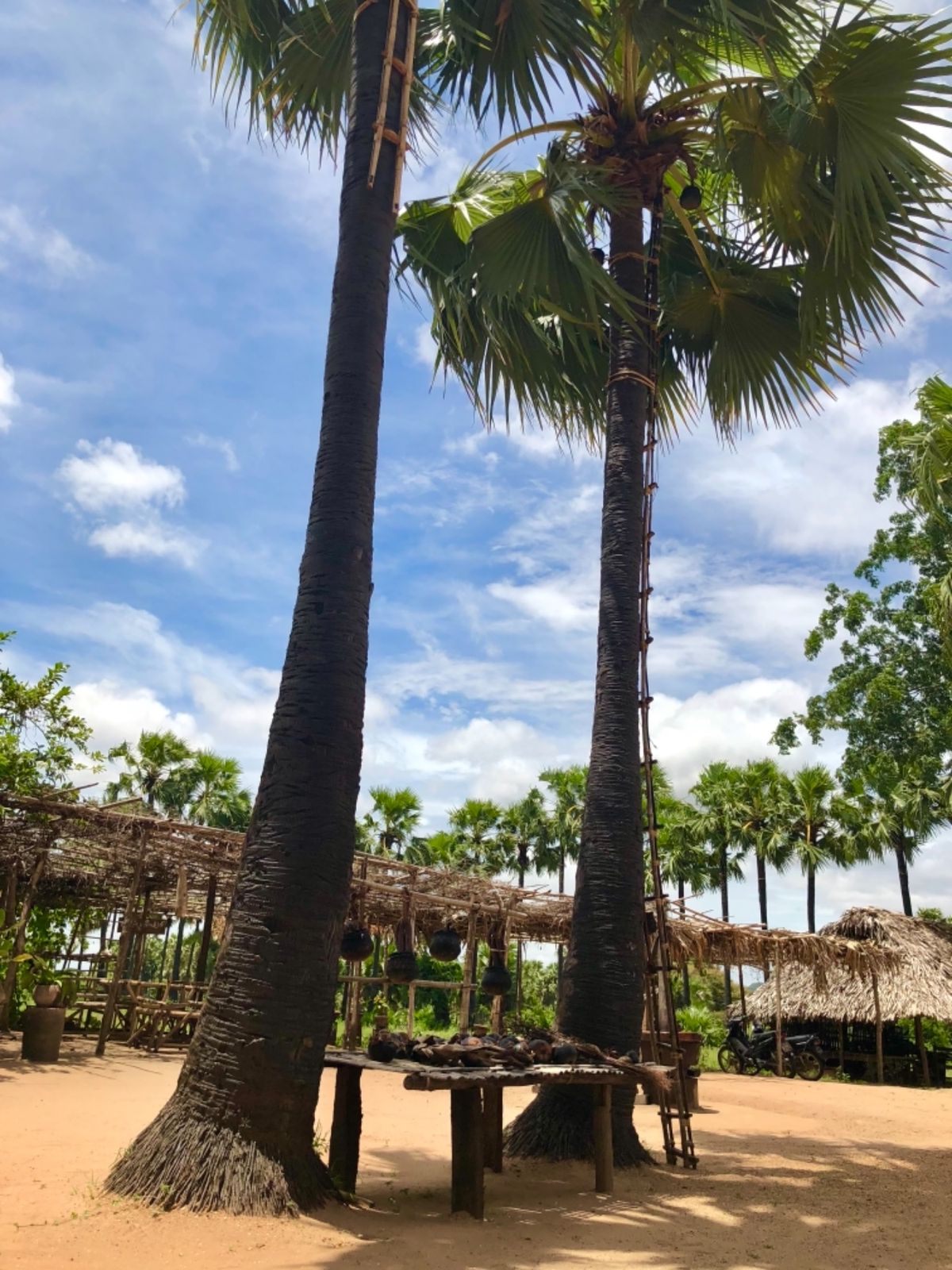 詳しいことは忘れたけど
バガンのココナッツでお酒を作ってるところ
結構度数...