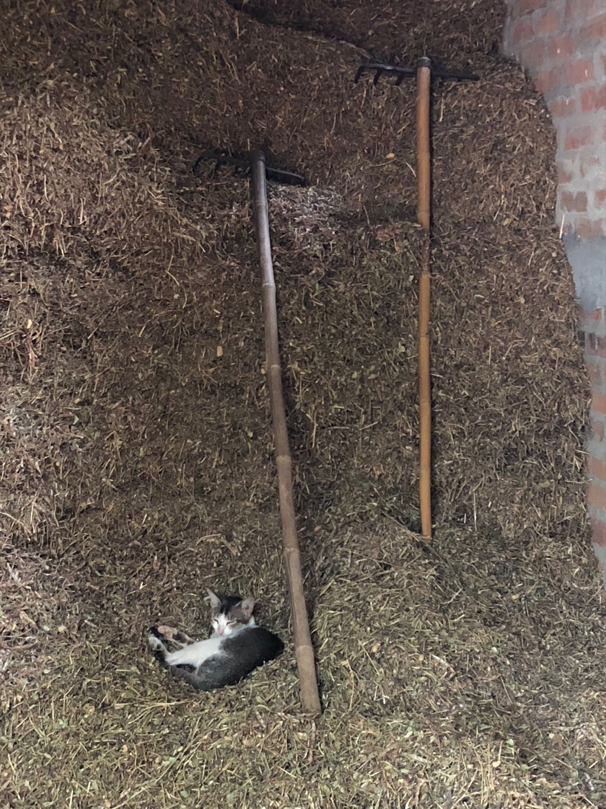 ミャンマーの伝統的な家
バンブーでできてるって言ってたかなぁ🤔

調理場は...