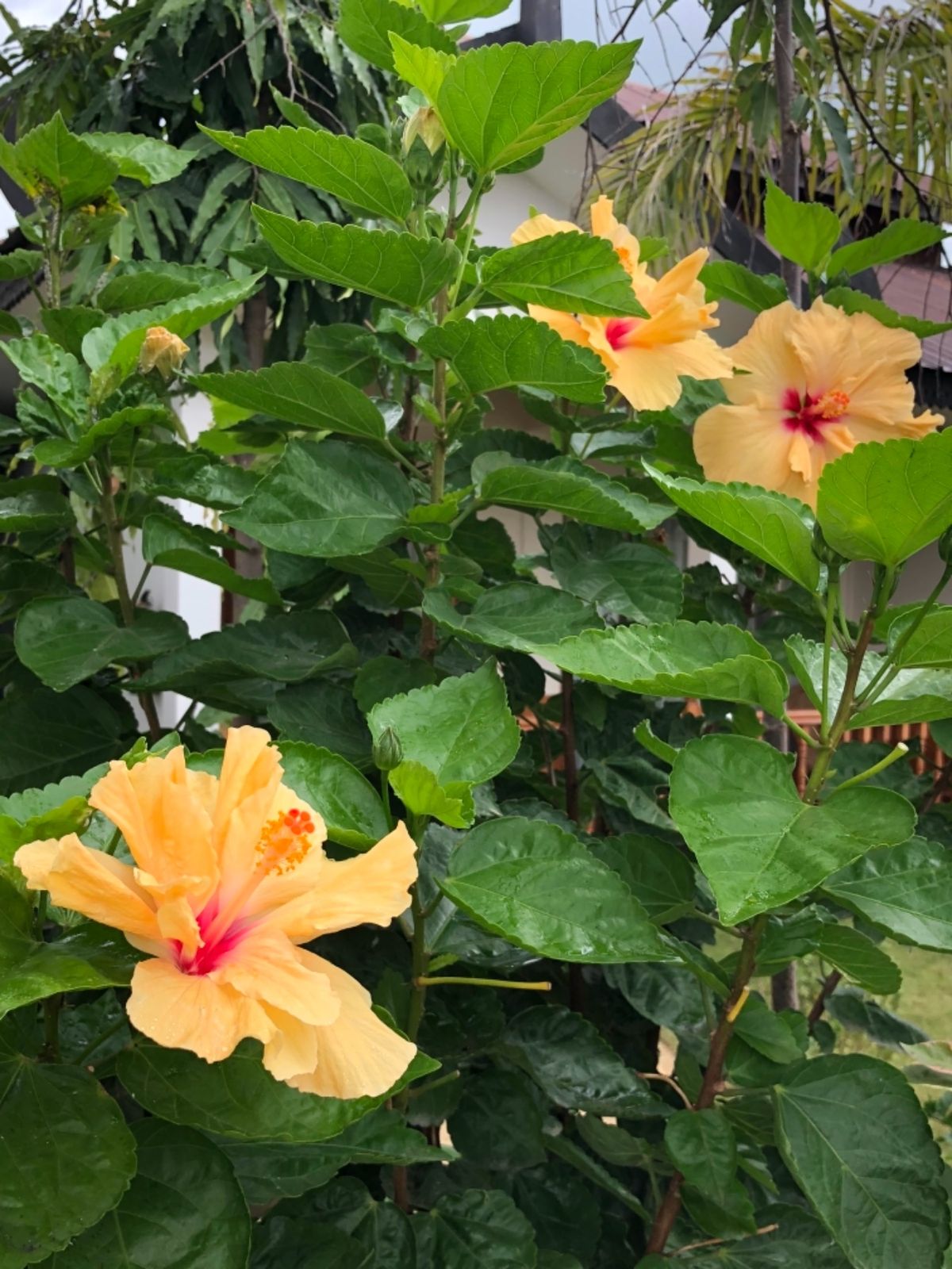 スプリング ロッジ インレー Spring Lodge Inleで最後の食...