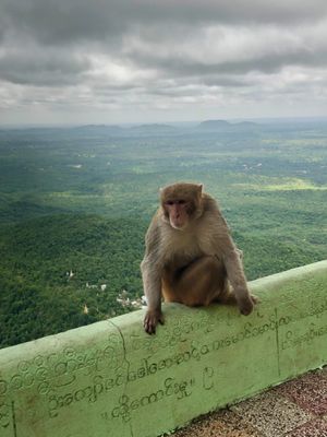 ポッパ山 ပုပ္ပားတောင်の山頂にはお猿がたくさん
でも危ないから...