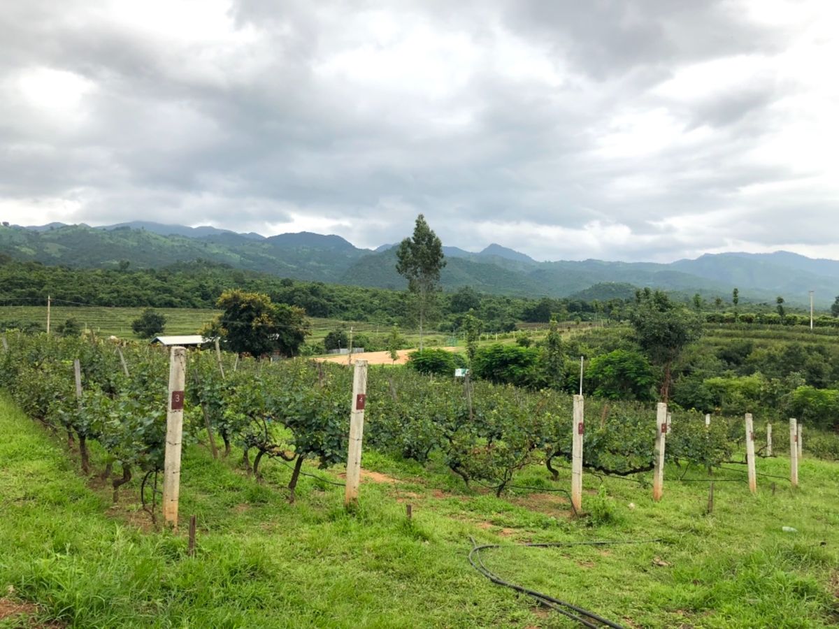 Red Mountain Estate Vineyards & Winer...