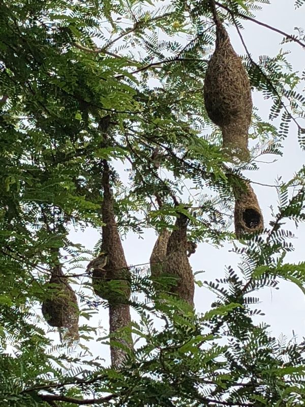 ミャンマー・ヤンゴン「ミャンマーの民族衣装ロンジーを楽しんだ旅」の写真：鳥の巣🦜可愛い〜💕