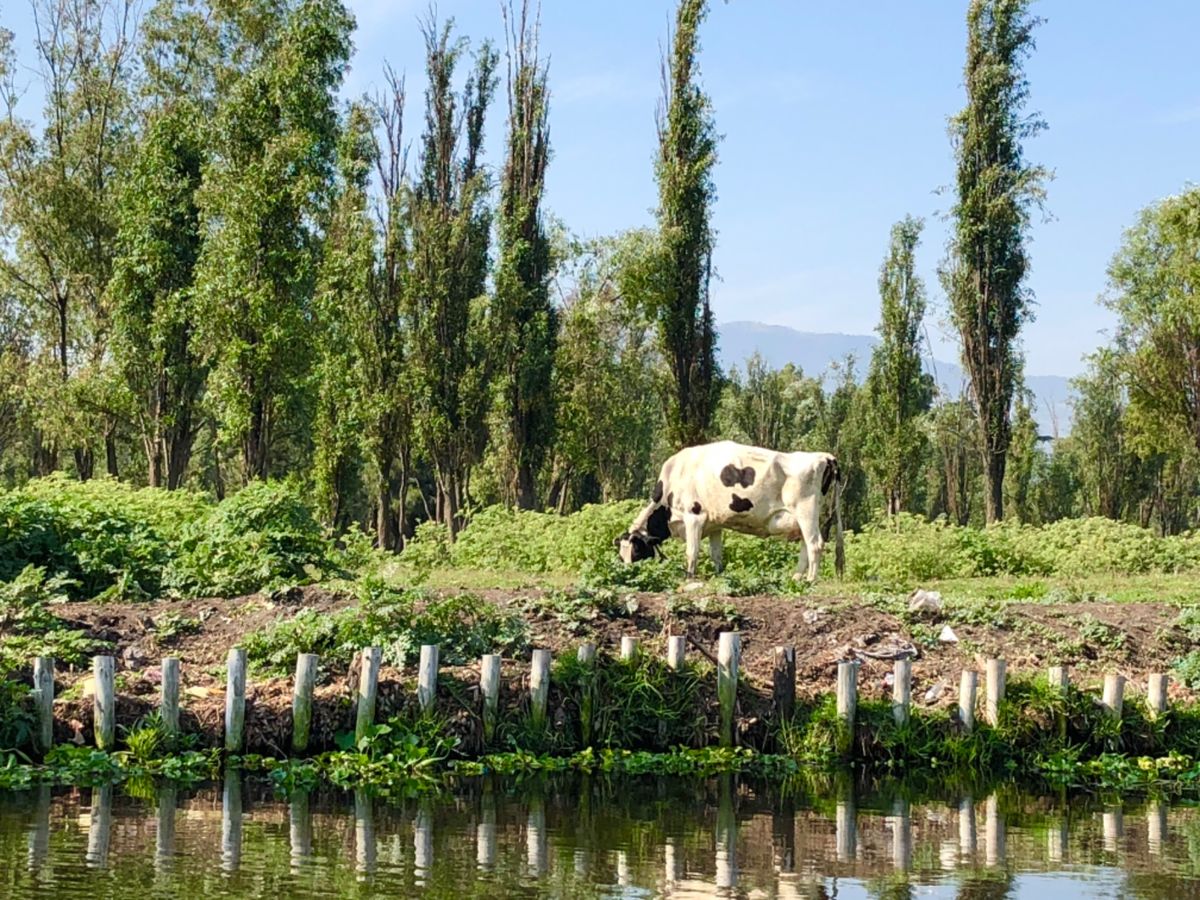 ソチミルコの農場
結構色々なものが育てられてて驚いた
食用サボテン🌵が育て...