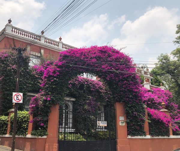 メキシコ・グアナファト「メキシコシティの周辺都市へ！！」の写真：San Angel はメキシコシティのな...