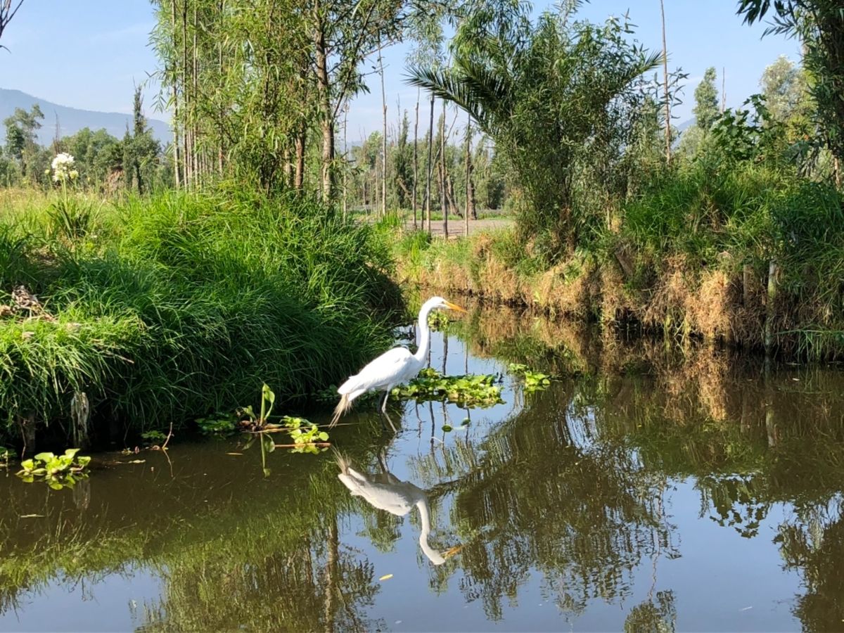 ソチミルコの風景🦢