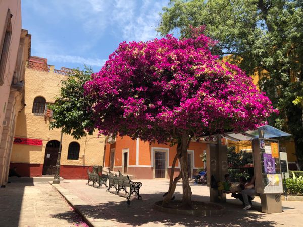 メキシコ・グアナファト「メキシコシティの周辺都市へ！！」の写真：グアナファトの街並みはカラフルで散歩して...