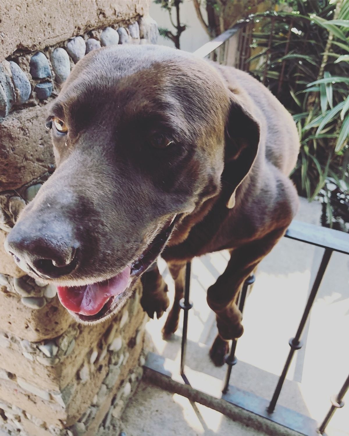 クエルナバカで泊まった宿のワンコちゃん
人懐こくて可愛いすぎた〜❤️