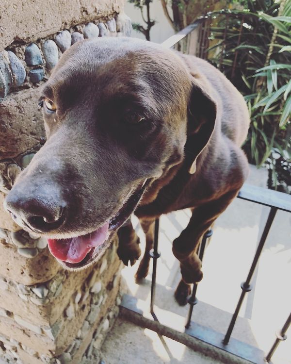 メキシコ・グアナファト「メキシコシティの周辺都市へ！！」の写真：クエルナバカで泊まった宿のワンコちゃん
...