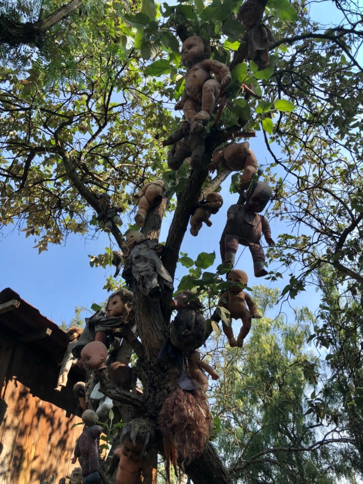 ソチミルコの人形島

どこを見ても人形の祀り方が怖すぎる😂
ブランコに揺ら...