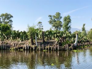 ソチミルコの農場
結構色々なものが育てられてて驚いた
食用サボテン🌵が育て...