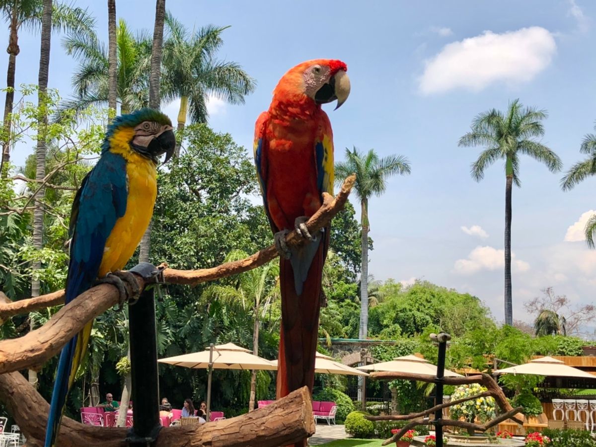 ノリくんに勧められたLas Mañanitasというクエルナバカのホテル
...