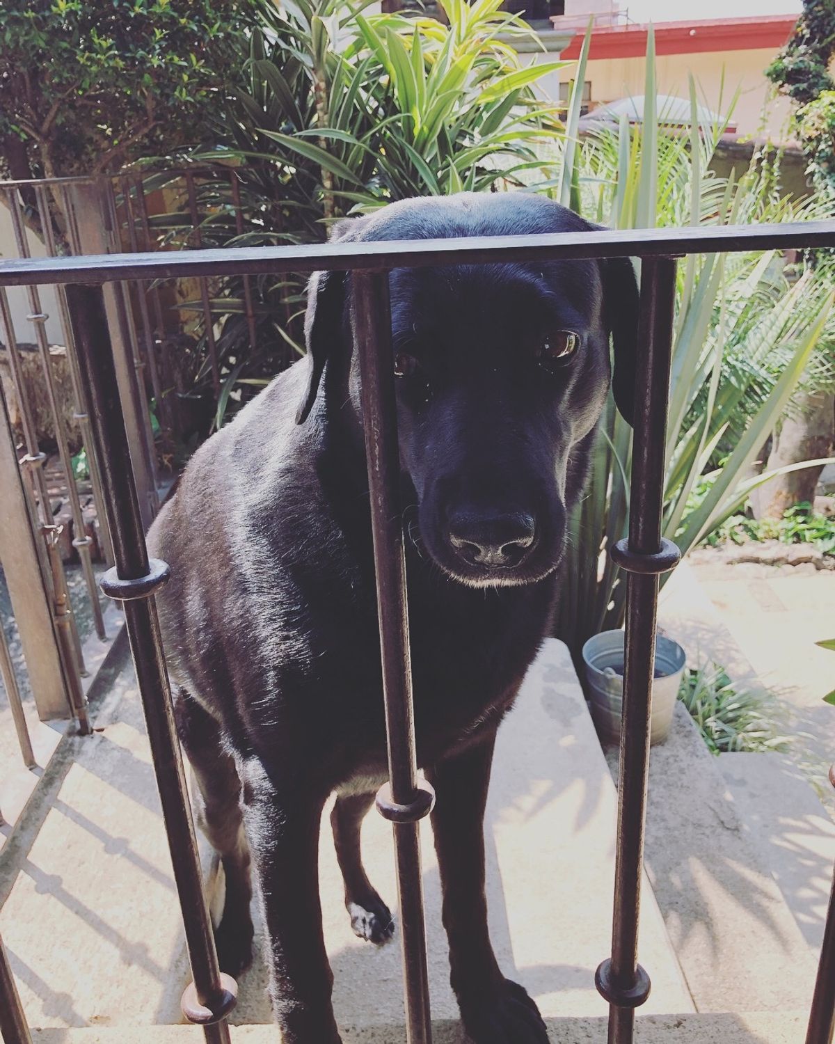 クエルナバカで泊まった宿のワンコちゃん
人懐こくて可愛いすぎた〜❤️