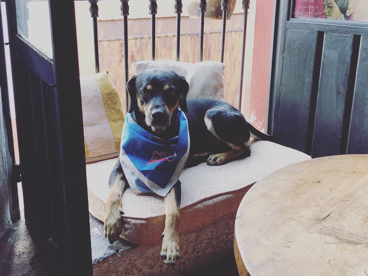 クエルナバカにある
Café Art & Antiquesというオシャレカ...