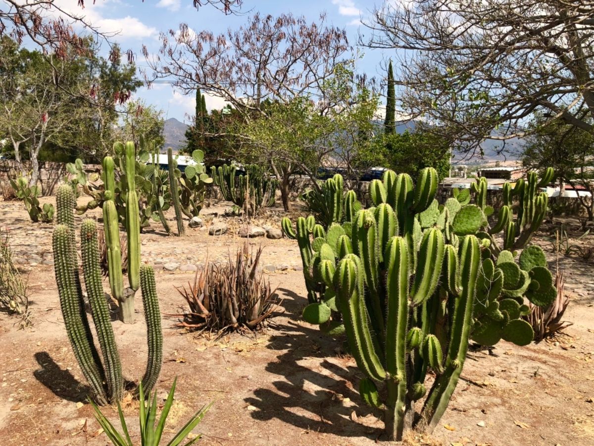 ミトラ遺跡

サボテン🌵がいっぱい！