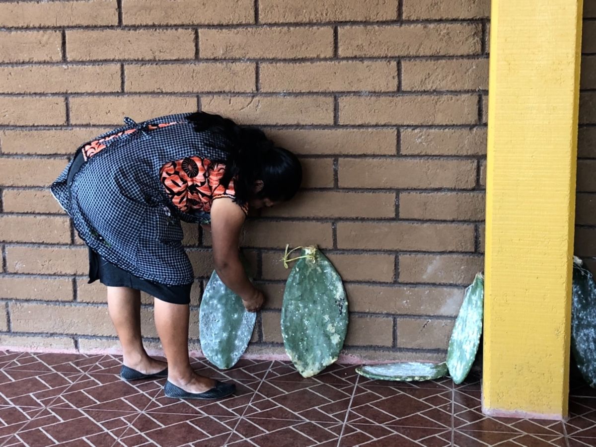 サボテンにつく虫で赤に染色するらしいんだけど、
実際に虫を潰してどのくらい...