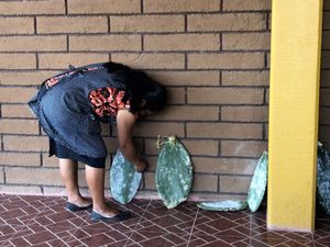 サボテンにつく虫で赤に染色するらしいんだけど、
実際に虫を潰してどのくらい...