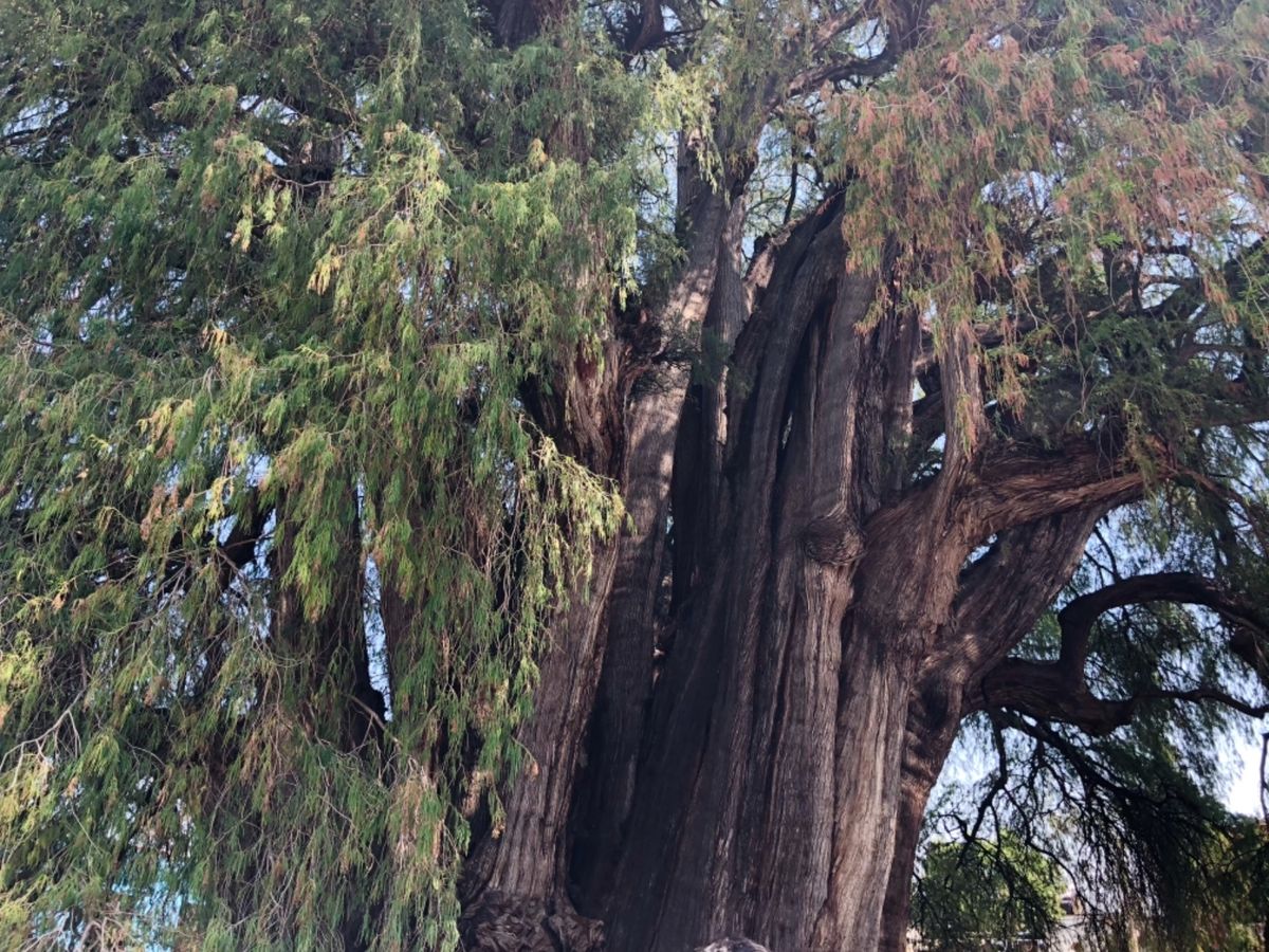 サンタ・マリア・デル・トゥーレ

教会の横の木がめちゃくちゃおっきい！！！