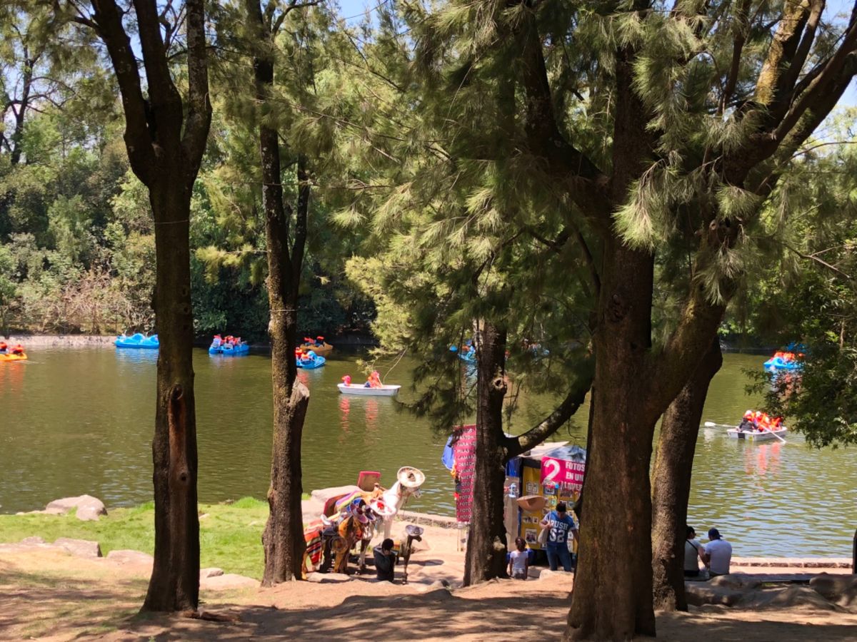 軽い気持ちでチャプルテペク公園行ったら
あまりに広すぎて驚いた
植物がたく...