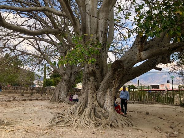 メキシコ・メキシコシティ「憧れのオアハカへ！」の写真：庭の様子

サボテンでは蟻たちがせっせと...