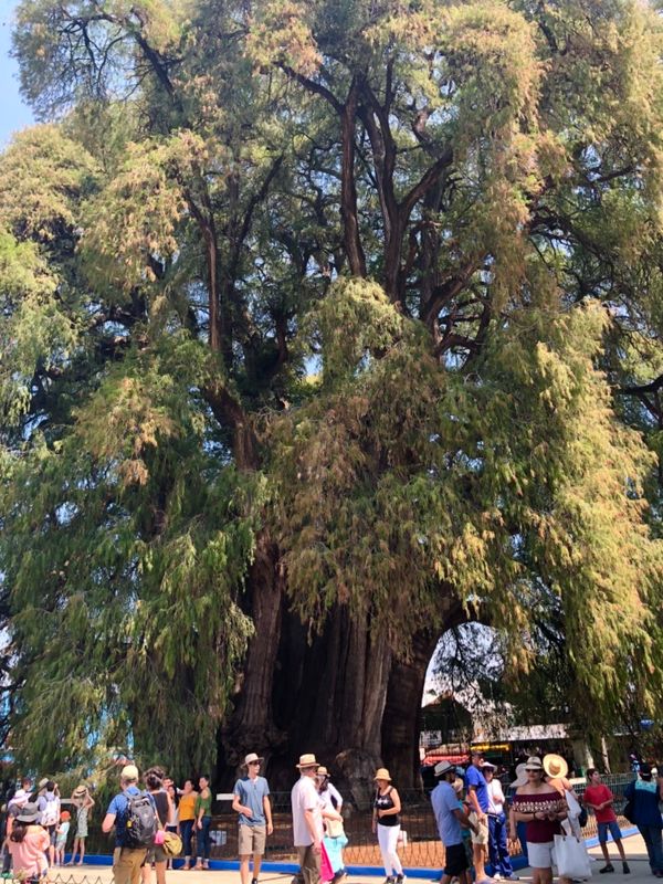 メキシコ・メキシコシティ「憧れのオアハカへ！」の写真：サンタ・マリア・デル・トゥーレ

教会の...