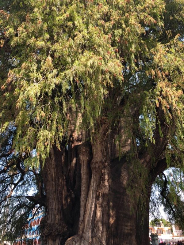 メキシコ・メキシコシティ「憧れのオアハカへ！」の写真：トゥーレの木（アルボル・デル・トゥーレ）...