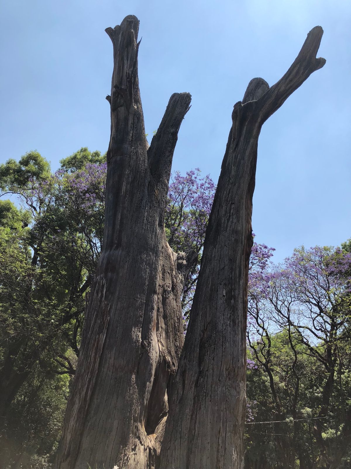 軽い気持ちでチャプルテペク公園行ったら
あまりに広すぎて驚いた
植物がたく...