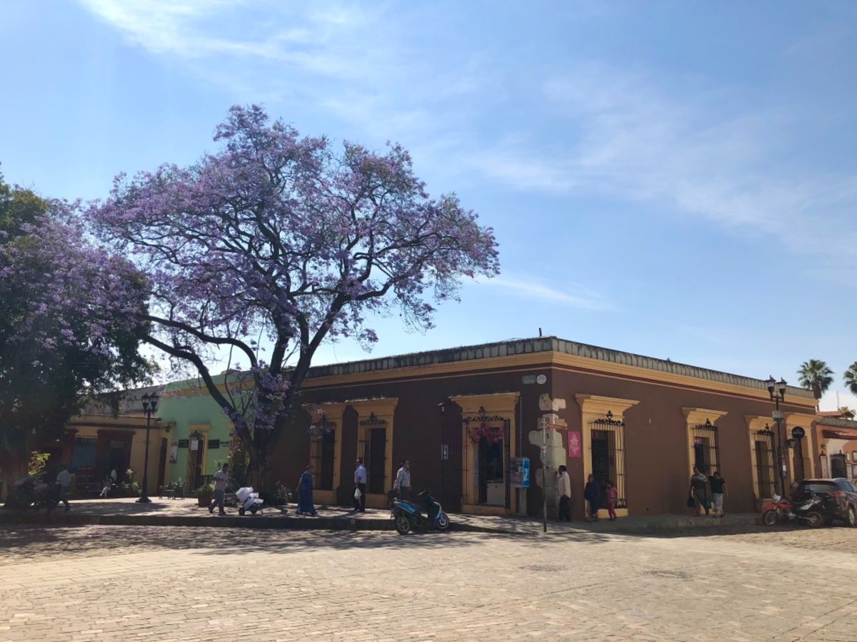 Oaxaca en una tazaとその近所の街並み

ここのコーヒー美...