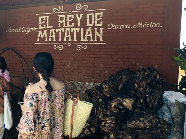 メキシコ・メキシコシティ「憧れのオアハカへ！」の写真：メスカル工場の見学へ
ここもかなり行って...