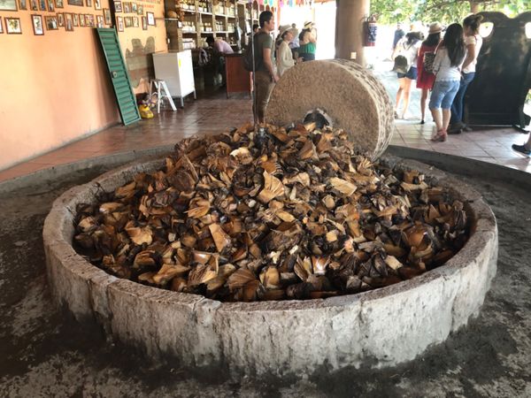 メキシコ・メキシコシティ「憧れのオアハカへ！」の写真：メスカル造りの工程を教わる
面白い！