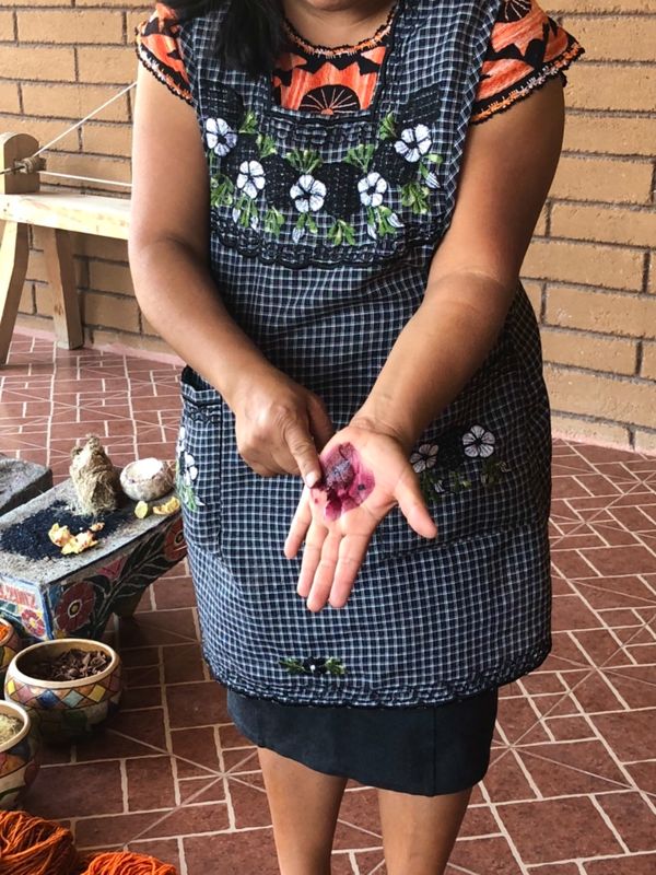 メキシコ・メキシコシティ「憧れのオアハカへ！」の写真：サボテンにつく虫で赤に染色するらしいんだ...