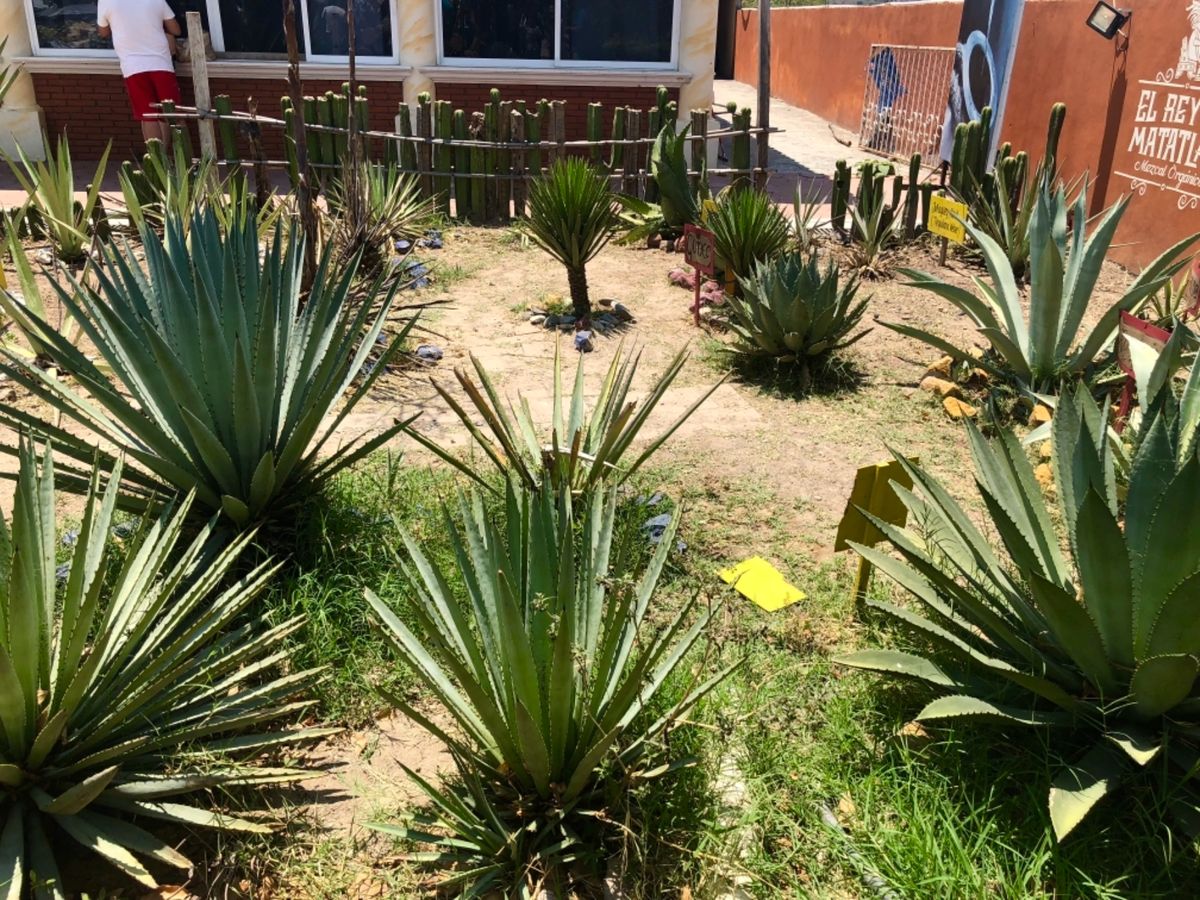 メスカル工場の見学へ
ここもかなり行ってみたかったところ