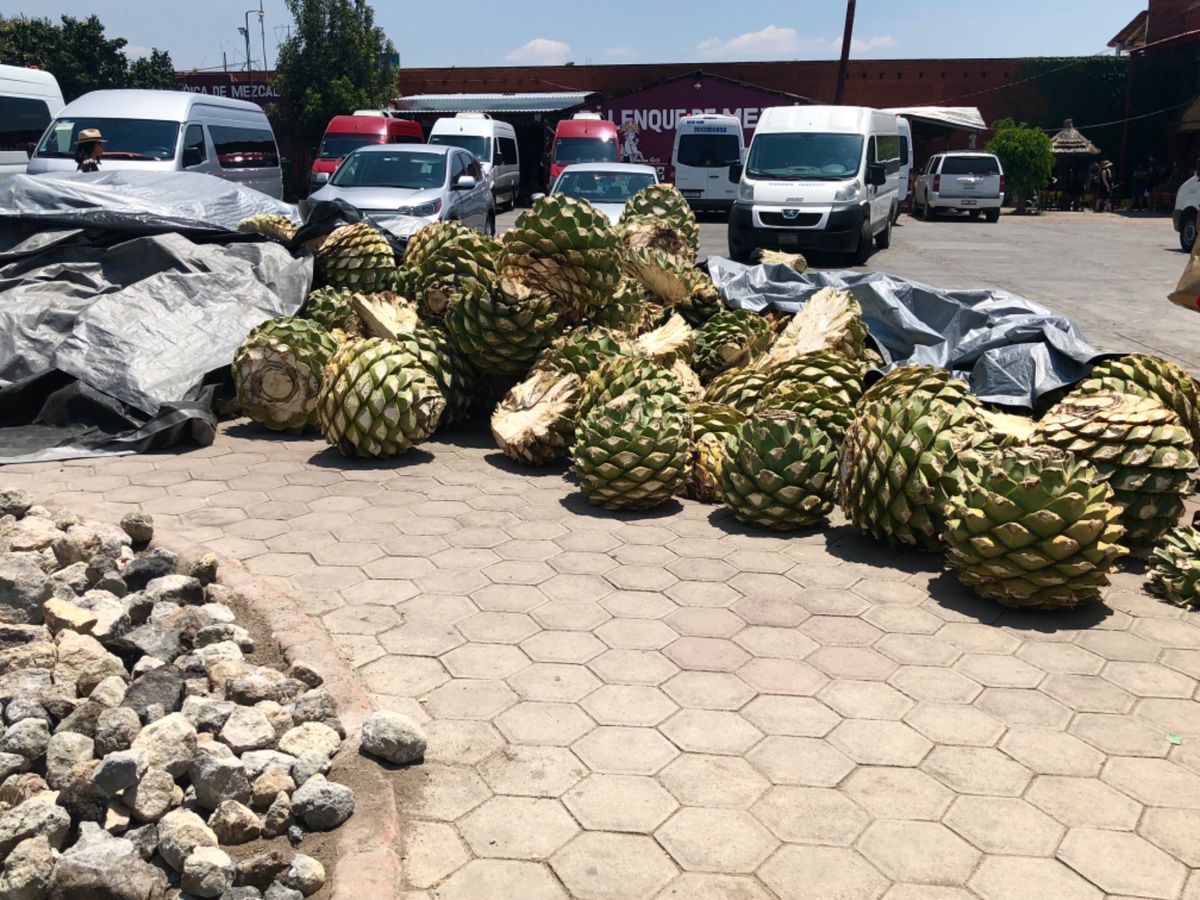 メスカル工場の見学へ
ここもかなり行ってみたかったところ