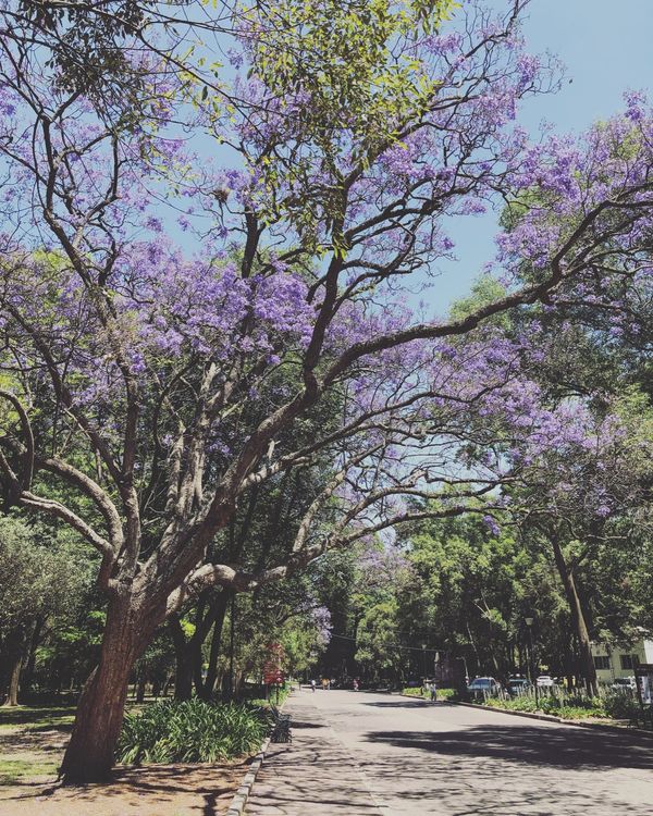 メキシコ・メキシコシティ「憧れのオアハカへ！」の写真：軽い気持ちでチャプルテペク公園行ったら
...