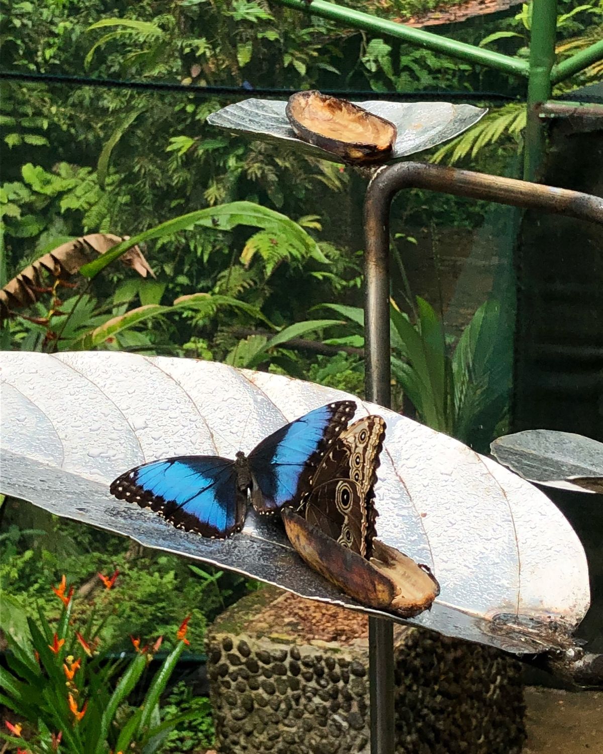ブラウリオ・カリージョ国立公園

生まれて初めてこんなに大量の生きてるモル...