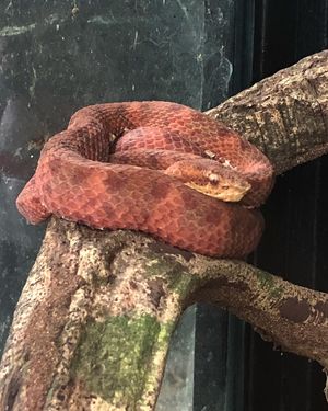 ブラウリオ・カリージョ国立公園

コスタリカにいる蛇たちあれこれ🐍