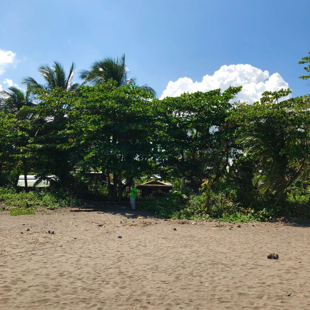 トルトゥゲロ国立公園

シーズン外で亀はいなかったけど
カニはたくさんいた🦀