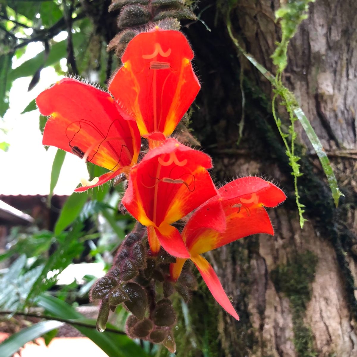 ブラウリオ・カリージョ国立公園

公園内には見たことない植物も
たくさん生えてた