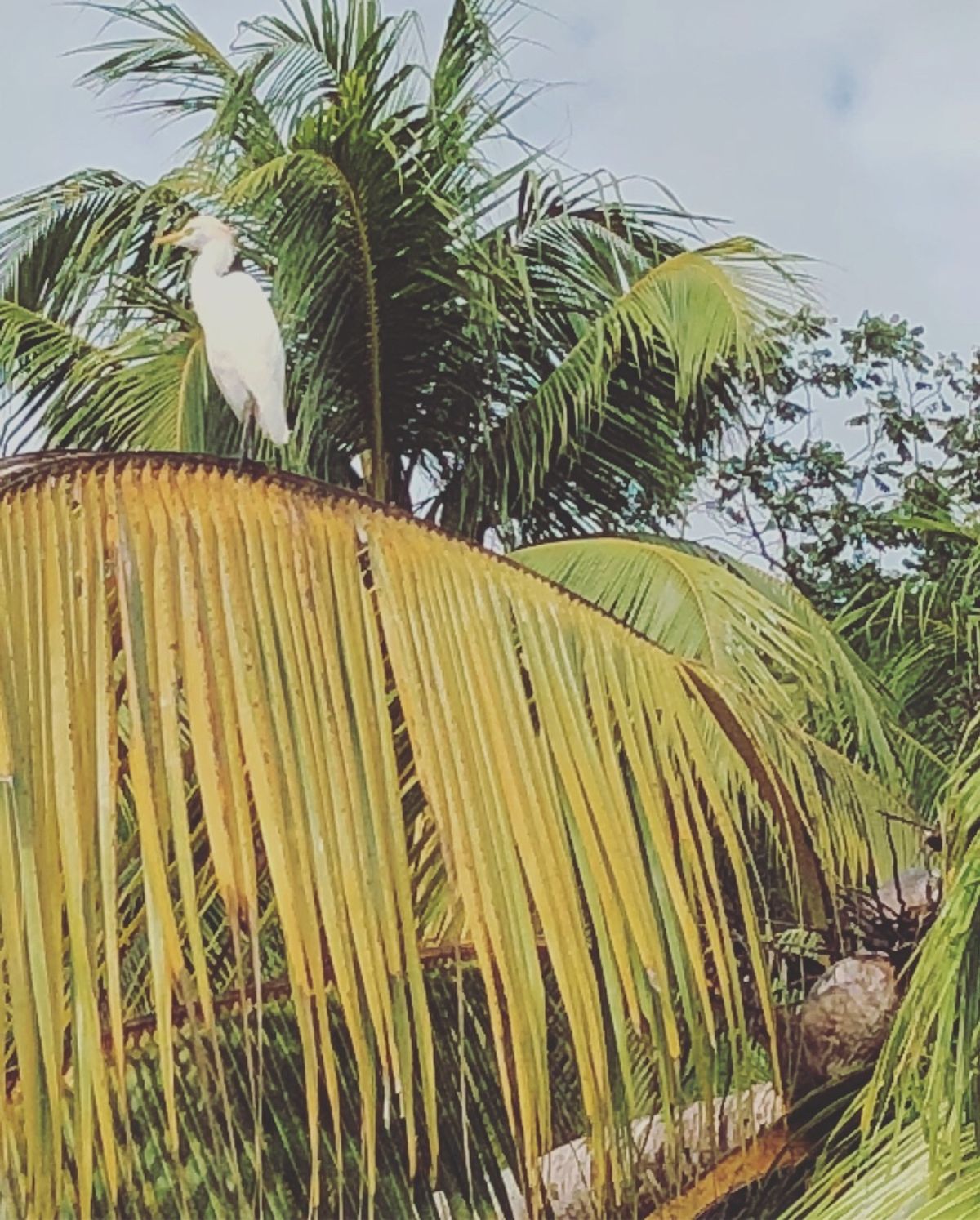 オサ　マングローブツアー

進むと南国感が強くなってきた🌴
鳥もいたよ！
